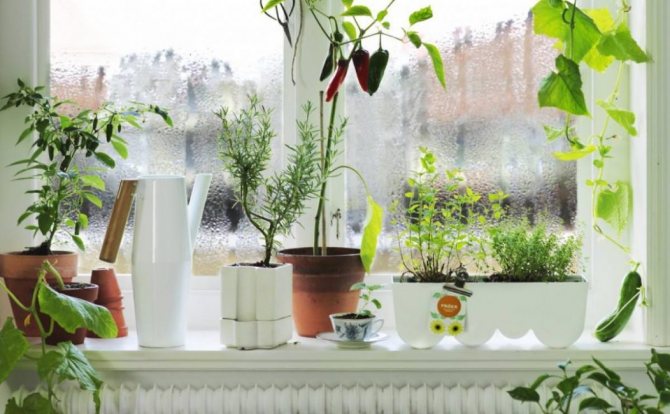 Ang mga bulaklak sa windowsill ay isa sa mga pinakakaraniwang sanhi ng paghalay sa mga bintana.