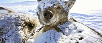 Как и с какво да изолираме будка за буда за зимата вътре в снимката