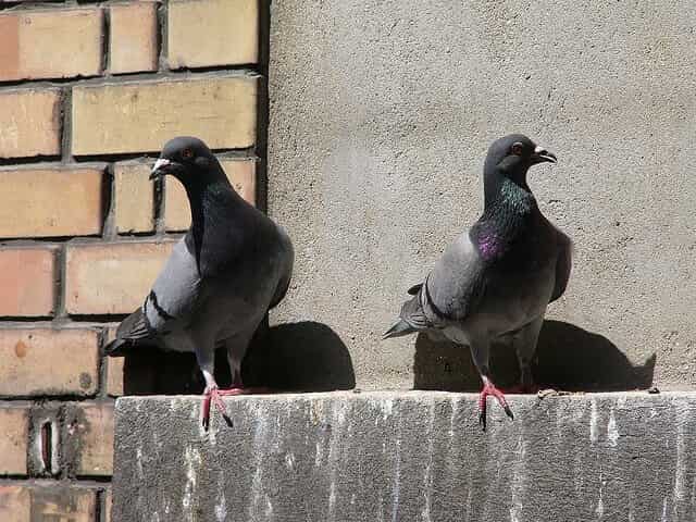 Paano mapupuksa ang mga kalapati sa balkonahe, windowsill