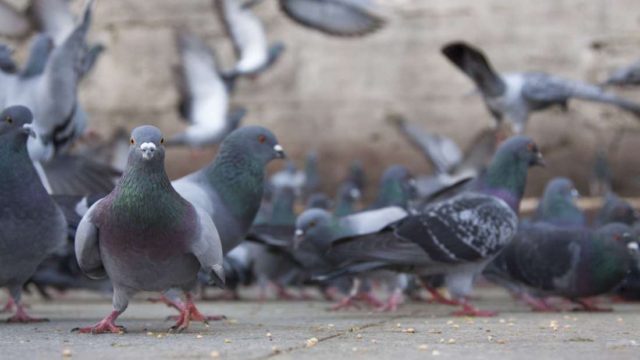 Sådan slipper du af duer