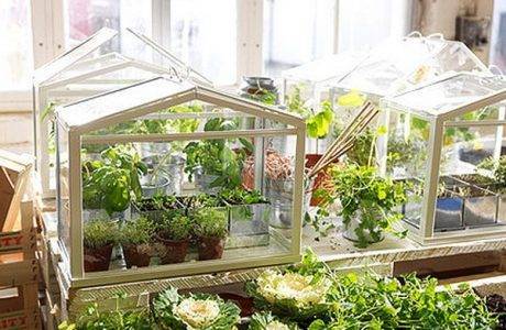 Mini mini greenhouse. 700 mga larawan, sunud-sunod na mga tagubilin