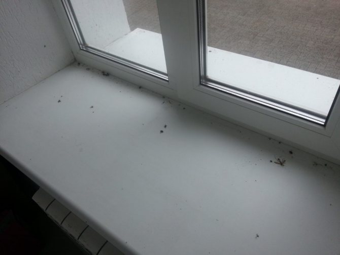 basura sa windowsill