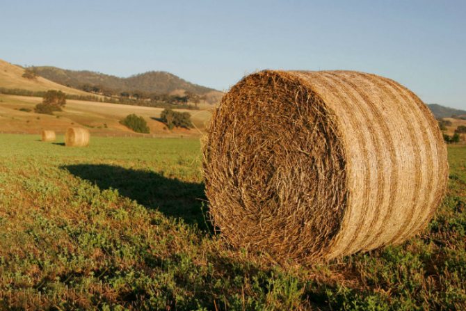 paggawa ng mga straw pellets.jpg