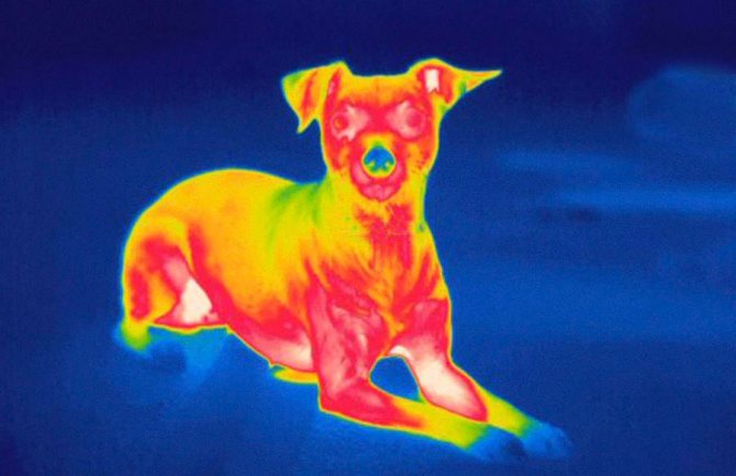 Isang snapshot ng isang aso sa pamamagitan ng isang thermal imager, na nagpapakita ng mga lugar ng katawan ng iba't ibang mga temperatura