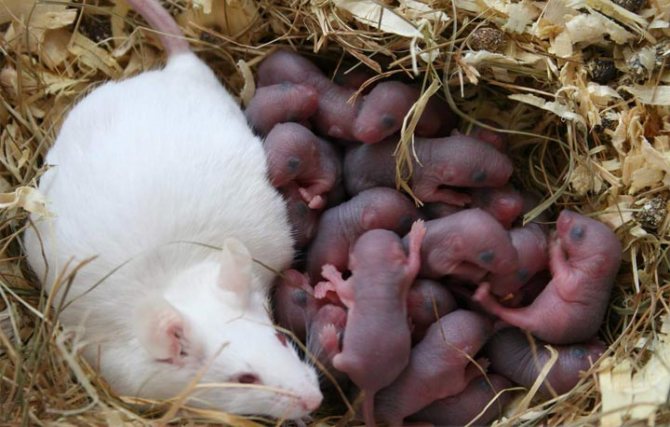 Nangangahulugan kung paano protektahan ang isang frame house mula sa mga rodent sa iyong sarili sa isang maikling panahon.