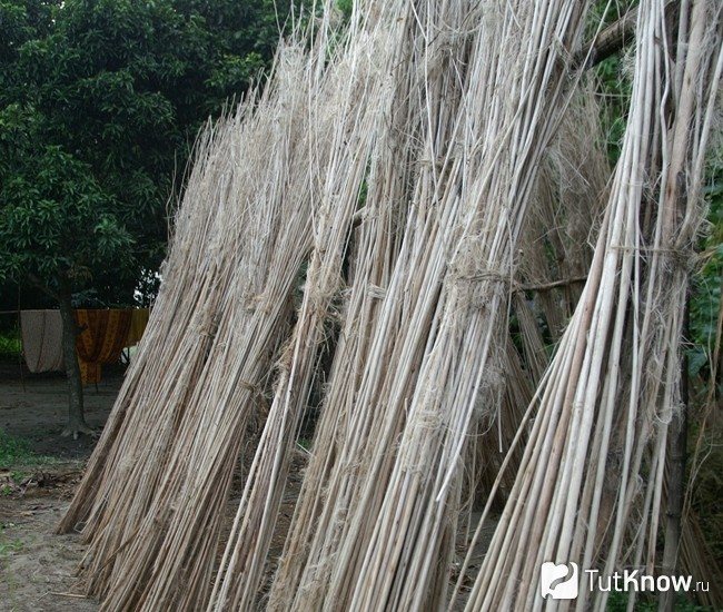 Pagpapatayo ng halaman ng jute