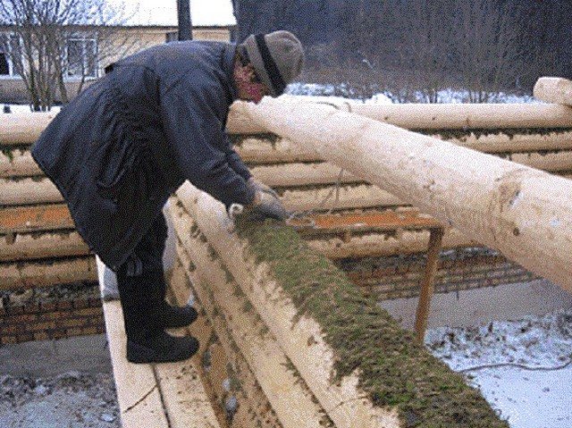 Ang paglalagay ng sphagnum kapag nagtatayo ng isang log house