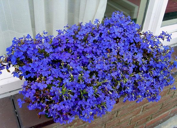 Panlabas na dekorasyon ng bulaklak ng mga plastik na bintana, dekorasyon ng window sill