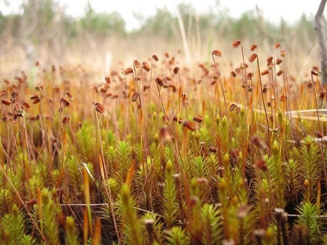 Mga Thickets ng cuckoo flax